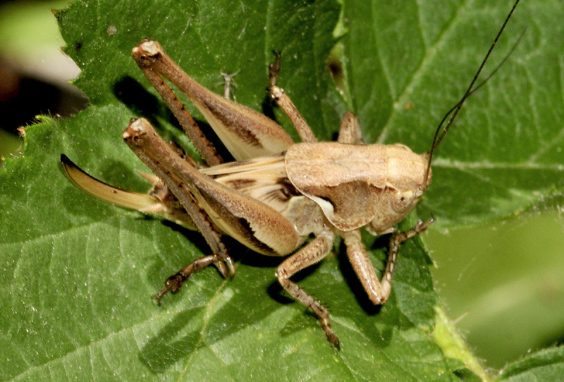 Tettigoniidae: cfr. Pholidoptera aptera, giovane femmina